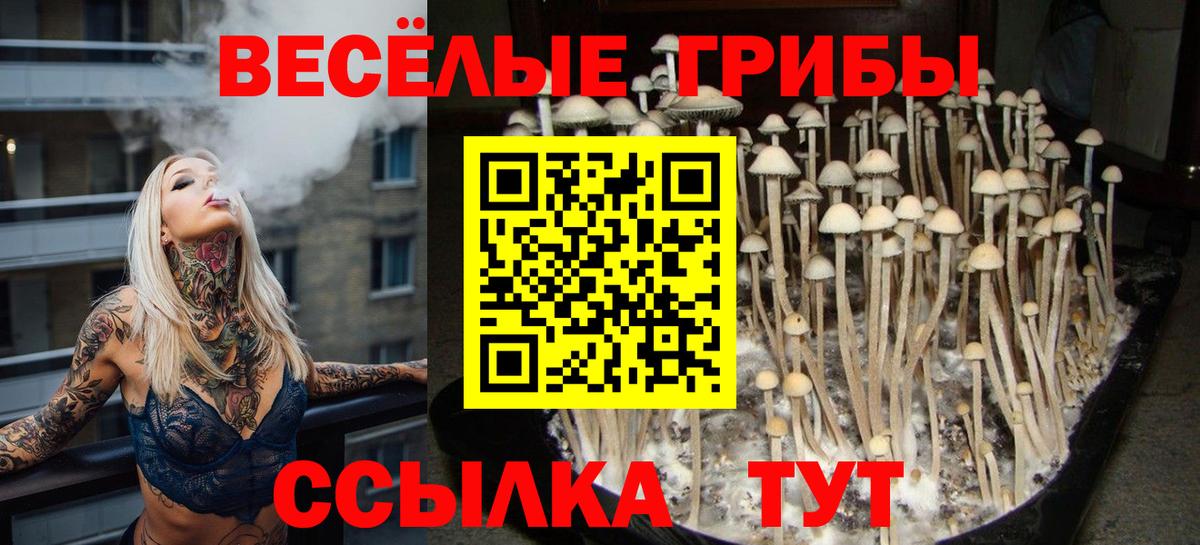 Псилоцибиновые грибы мицелий Асино